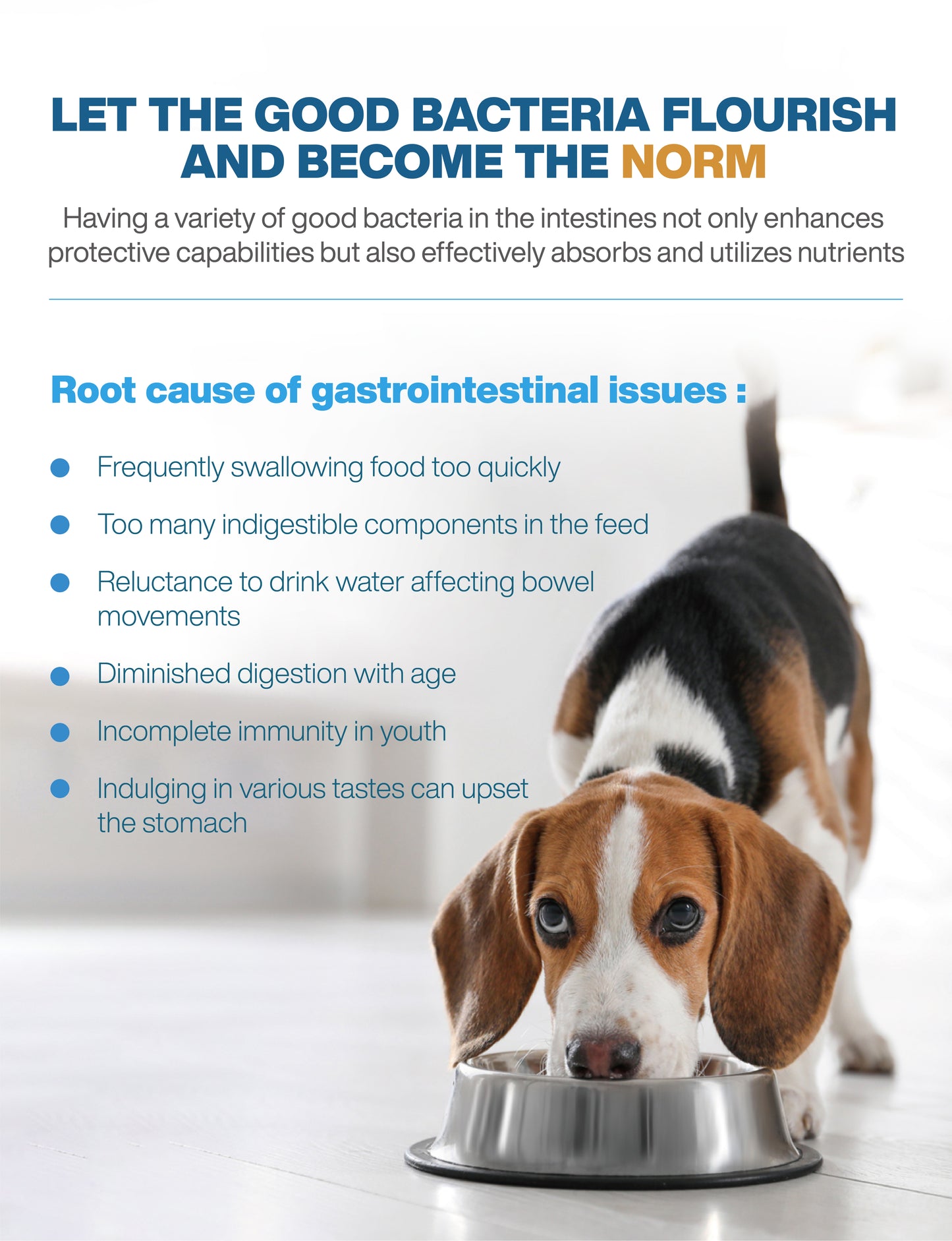 MORESON Probiotics and Digestive Enzymes