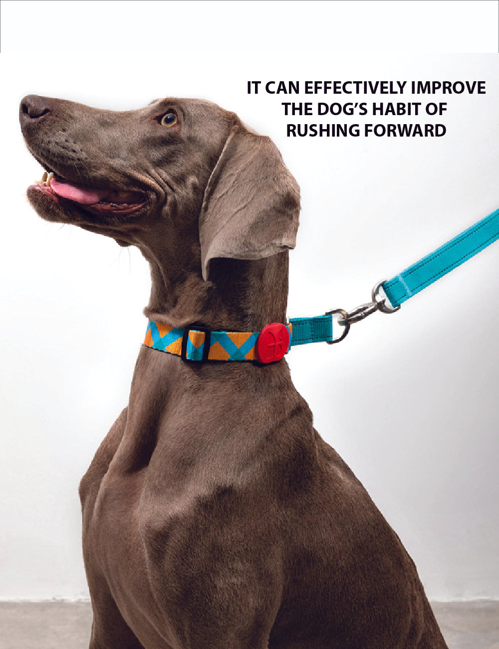 COLOURS FOR YOU - Training Collar (Half-P)