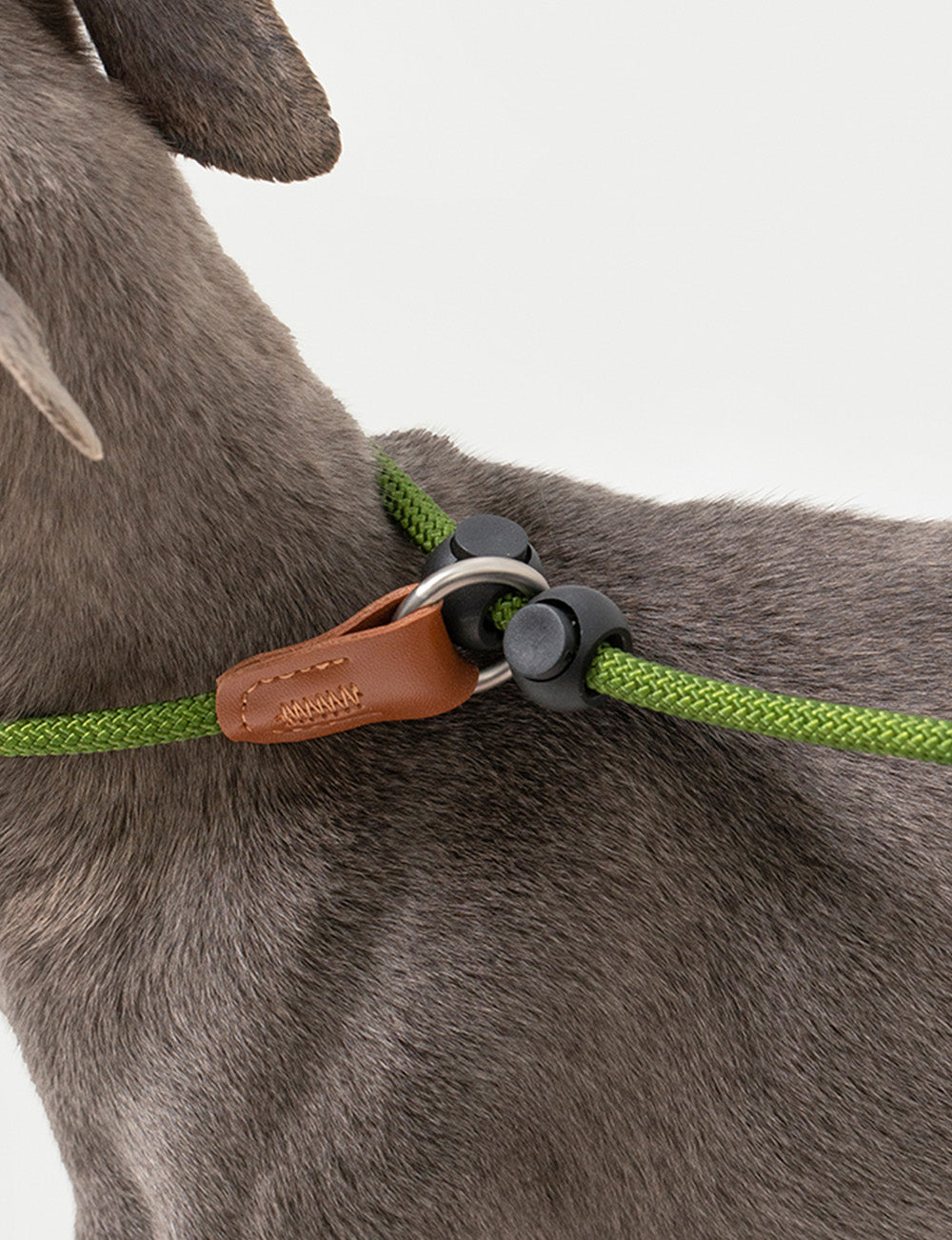Training Collar & Leash