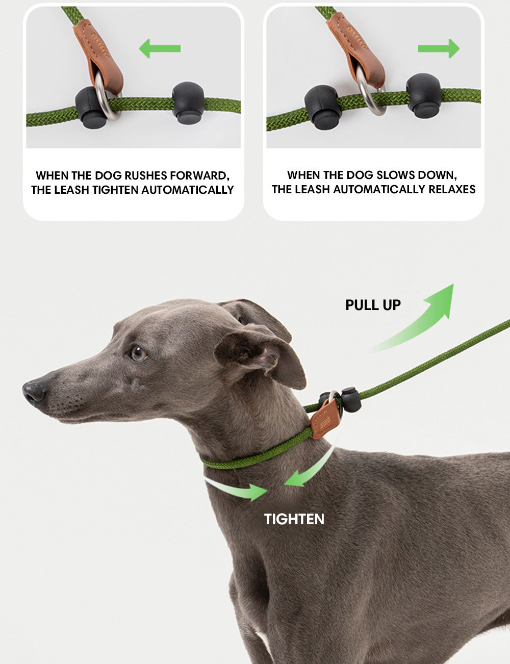 Training Collar & Leash